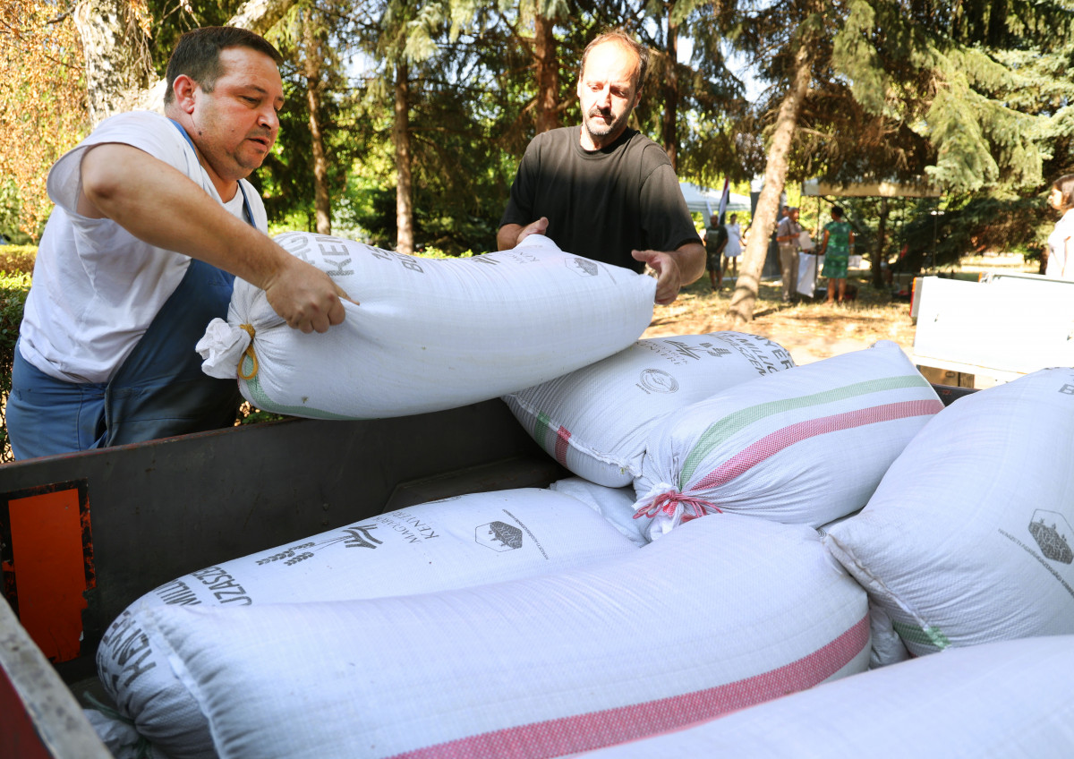 Magyarok kenyere Szőreg