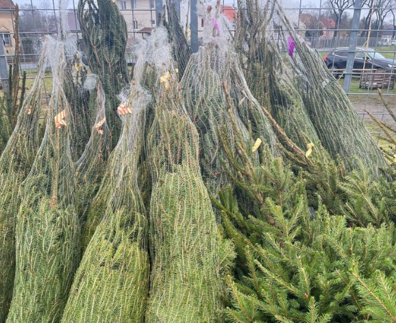 Ingyen elvihető fenyőfák Debrecenben