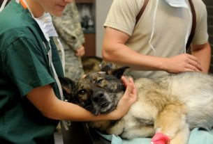 állatkórház, sérült kutya