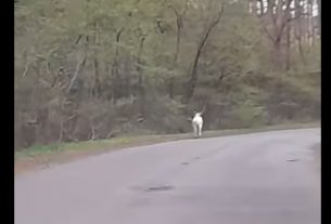 fehér szarvas
